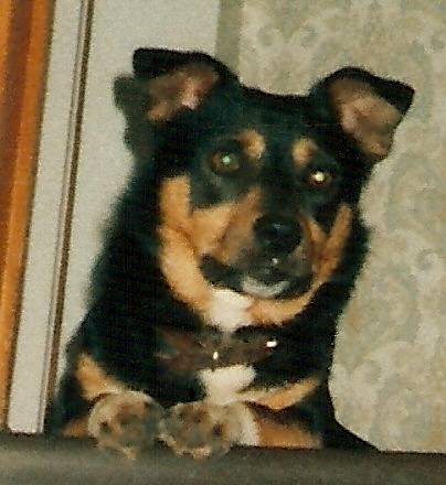 Nicky - Mâle (3 ans)