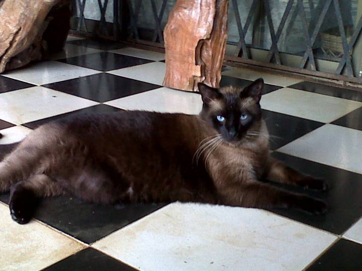 vincent - (1 an)