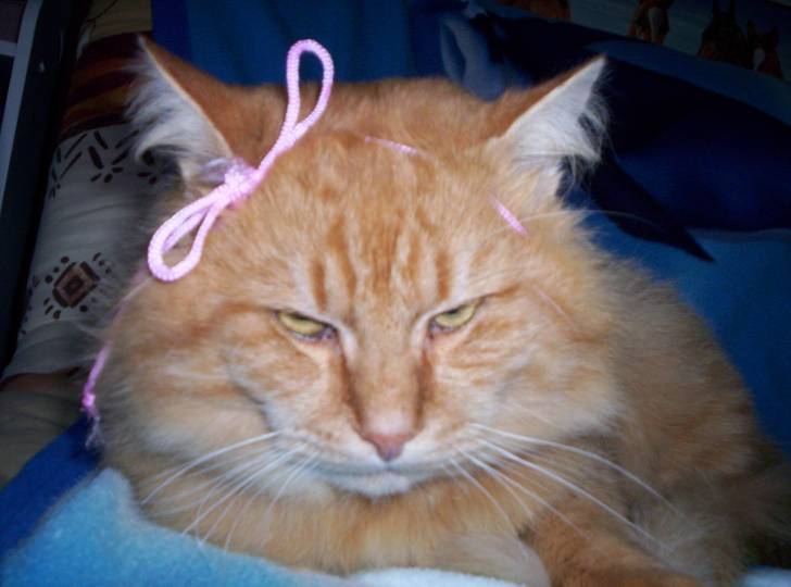 garfild - Mâle (2 ans)