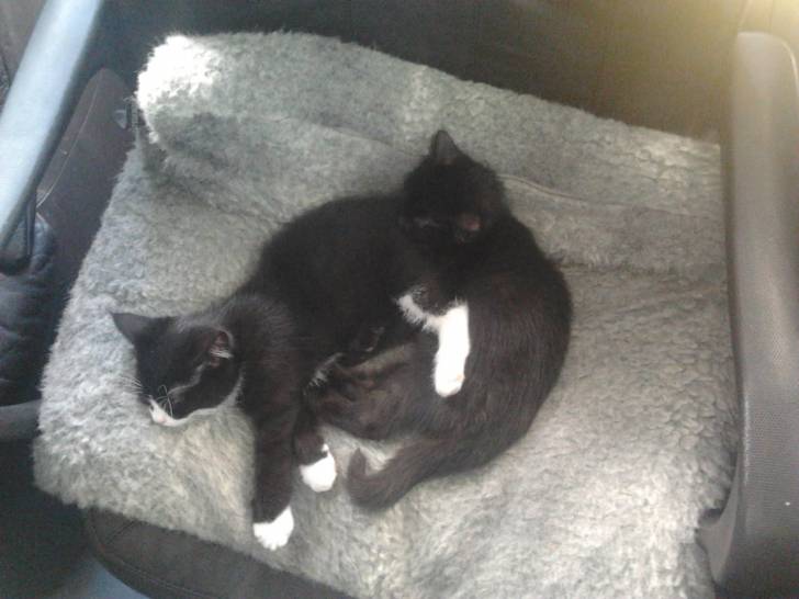 Babe & Josy meine 2 Babys *-* - (Autre)