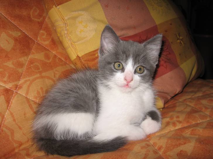 Kiwi - Mâle (3 mois)