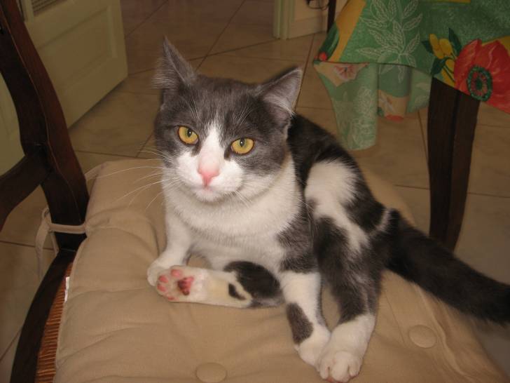 Kiwi - Mâle (5 ans)