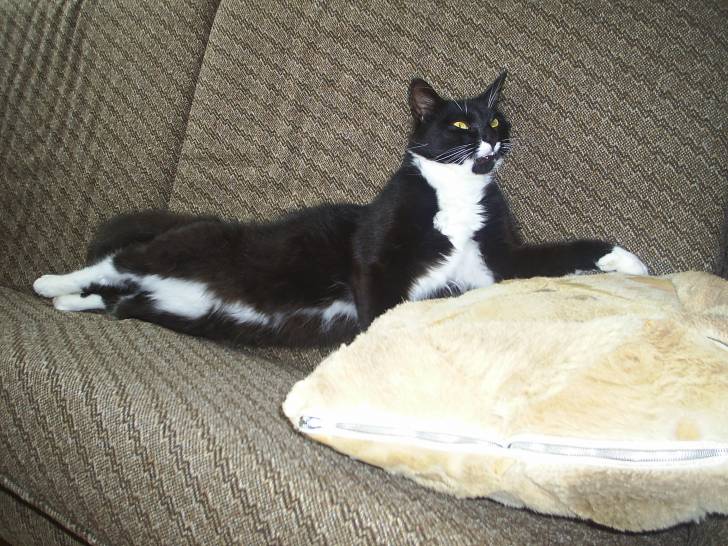 sylvester - Mâle (4 ans)