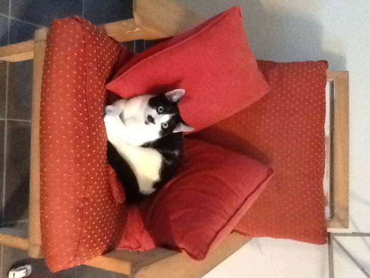 Domino - Mâle (8 mois)