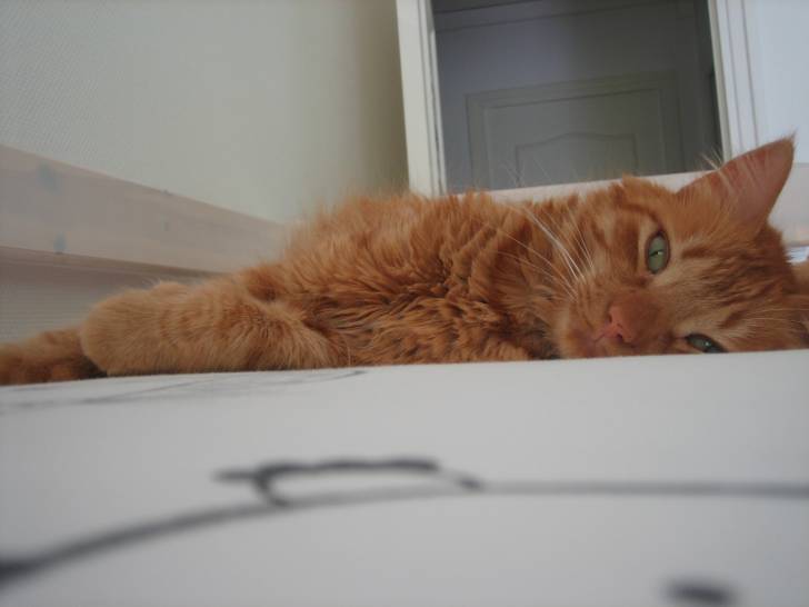 Cookies! - Mâle (5 ans)