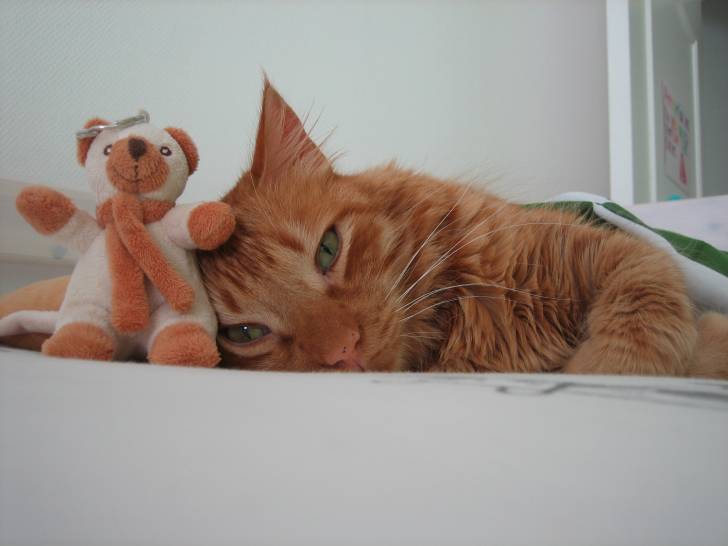 Cookies! - Mâle (5 ans)