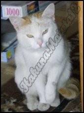 Sehr schöne Katze -