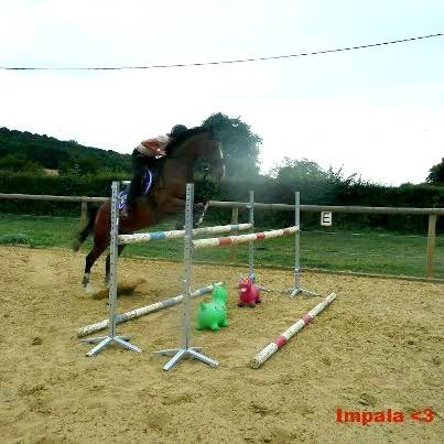toy - Mâle (5 ans)