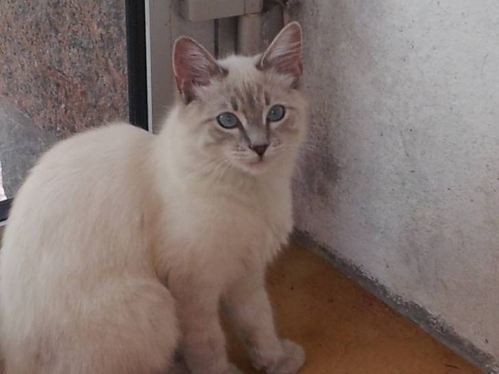 Céléste - (5 mois)