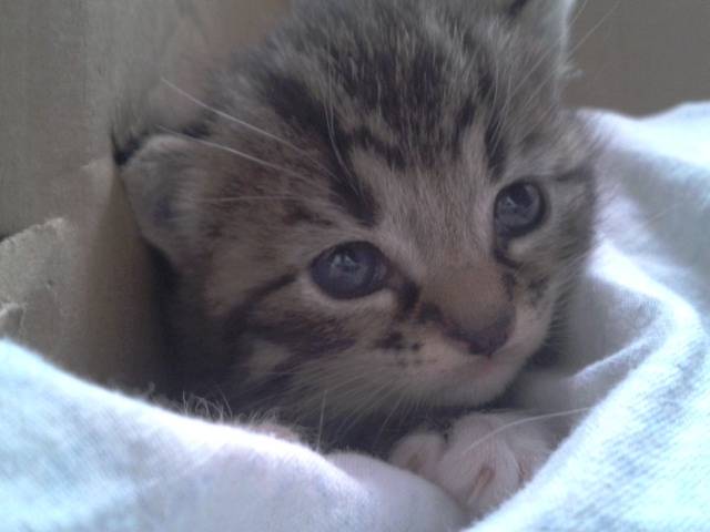 happy - Mâle (1 mois)