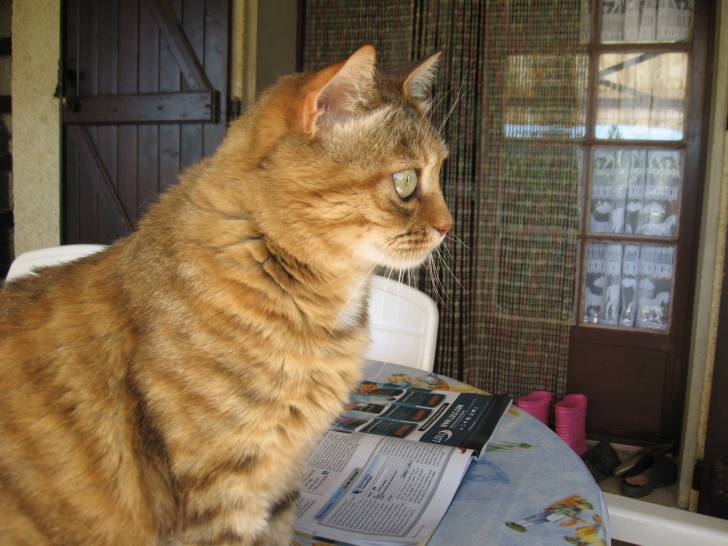 Canaille - (9 ans)