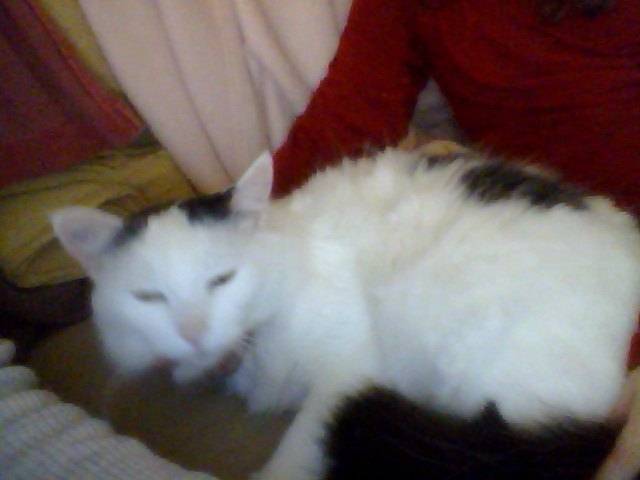 Chatoune - (4 ans)