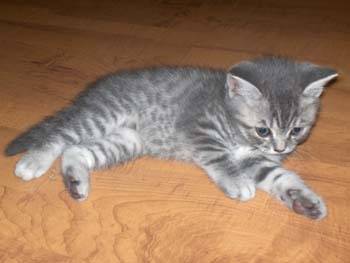 Kitty - (3 ans)