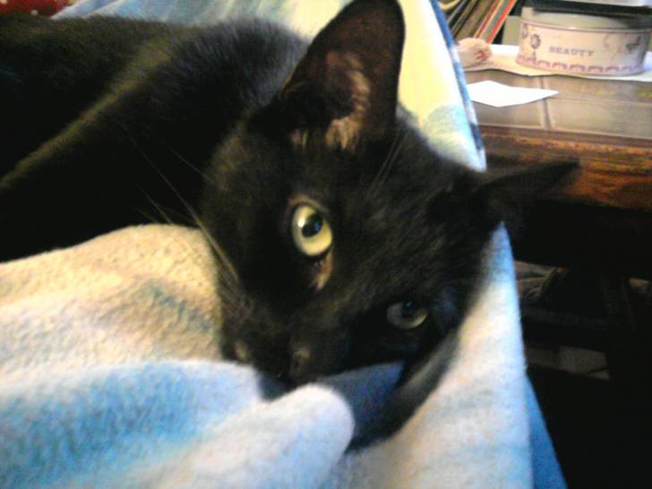 Yuki - Mâle (7 ans)