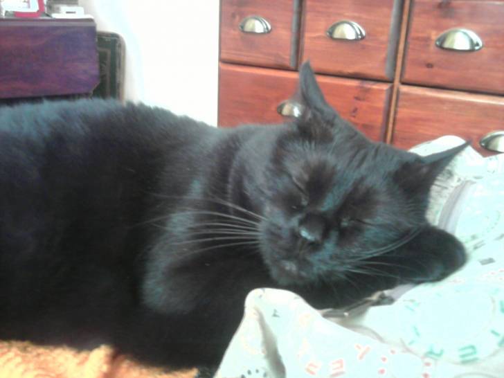 Tsuki - (8 ans)