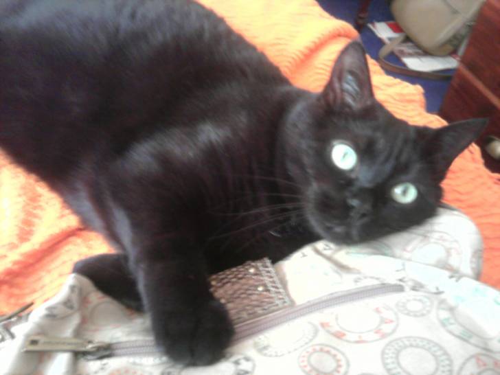 Tsuki - (8 ans)