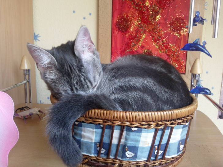 Mandy - (2 ans)