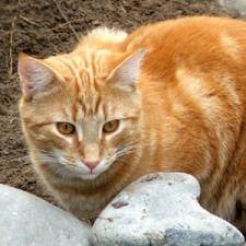 lion - Mâle (2 ans)