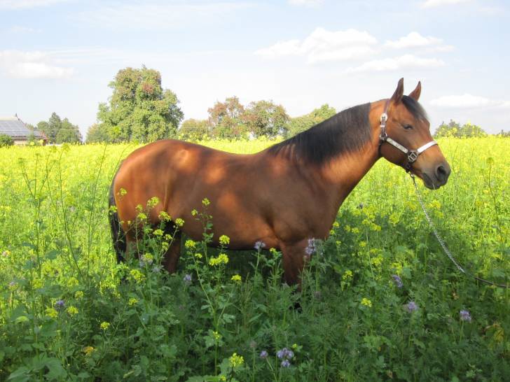 Shyla - (10 ans)