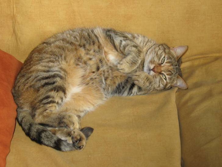 Canaille - (9 ans)