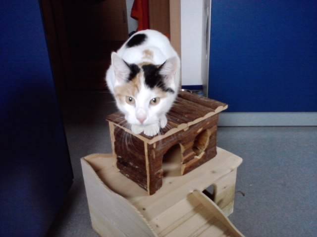 Sunny - (7 mois)