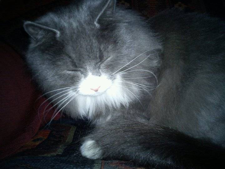 Gizmo - (2 ans)