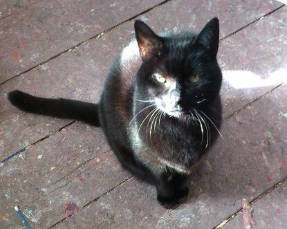 pixie - (13 ans)