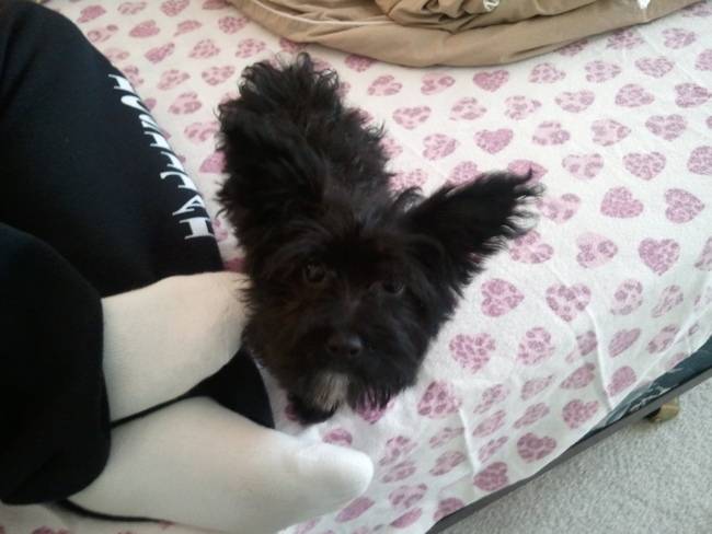 Cookie - (2 ans)