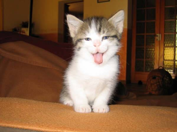 mickey - Mâle (5 mois)