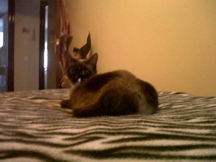 Xira - (2 ans)