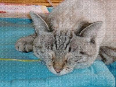 minka - (4 mois)