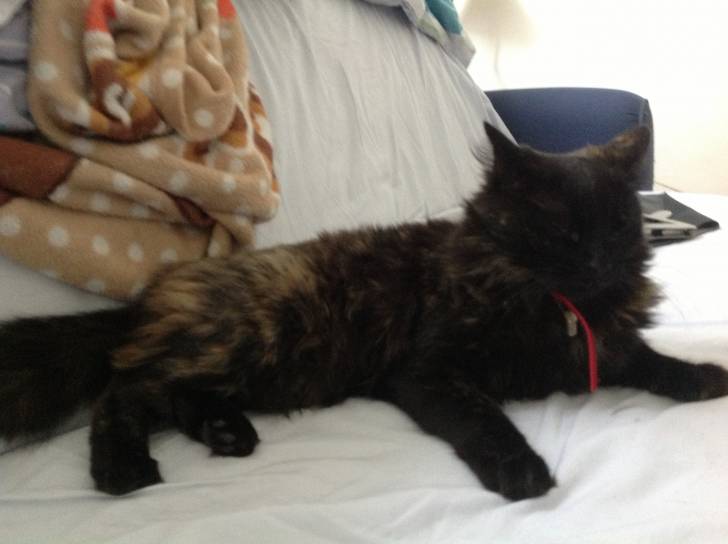 Zena - (2 ans)