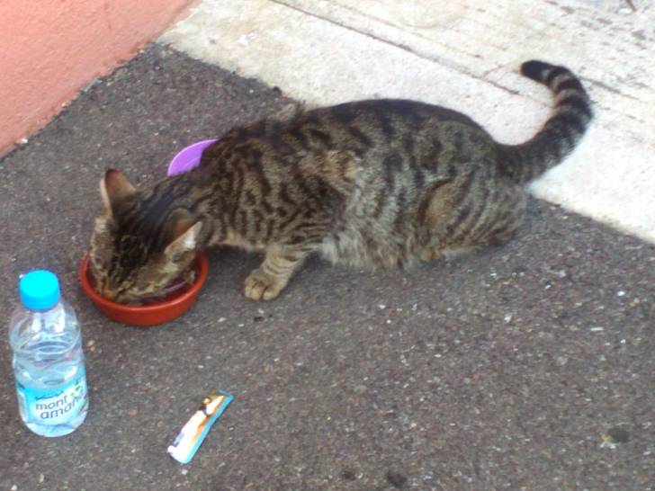 mitouchat - (2 ans)