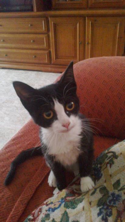 Xena - (8 mois)