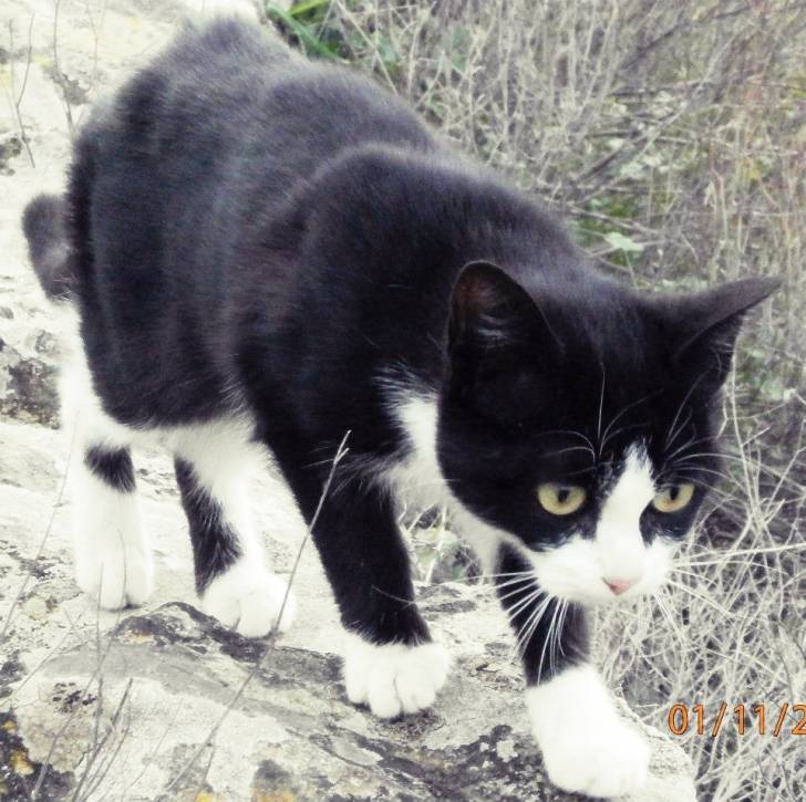 Xena - (8 mois)