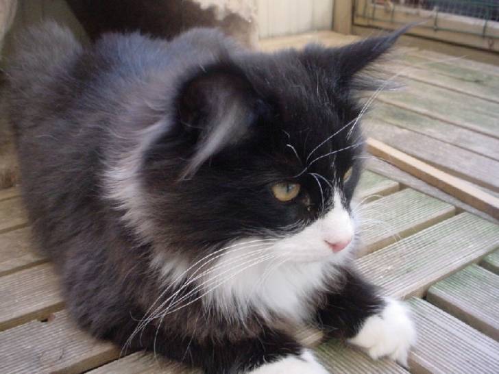Galaxie - (4 mois)