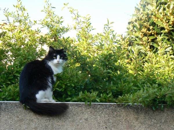 Chips - Mâle (8 ans)