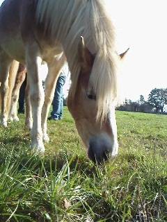 Tamisse -