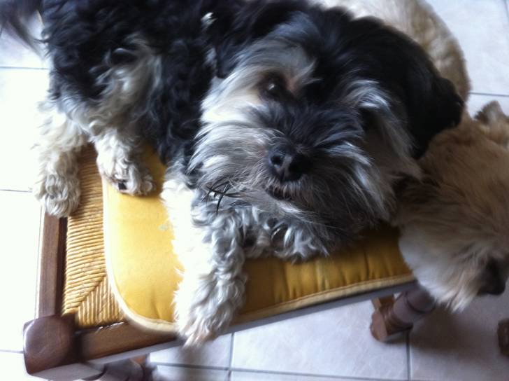 simba - Mâle (3 ans)