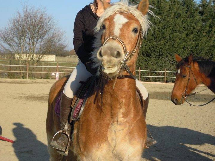 Max - Mâle (7 ans)