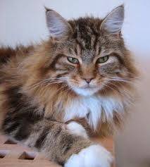 mainda - (2 ans)