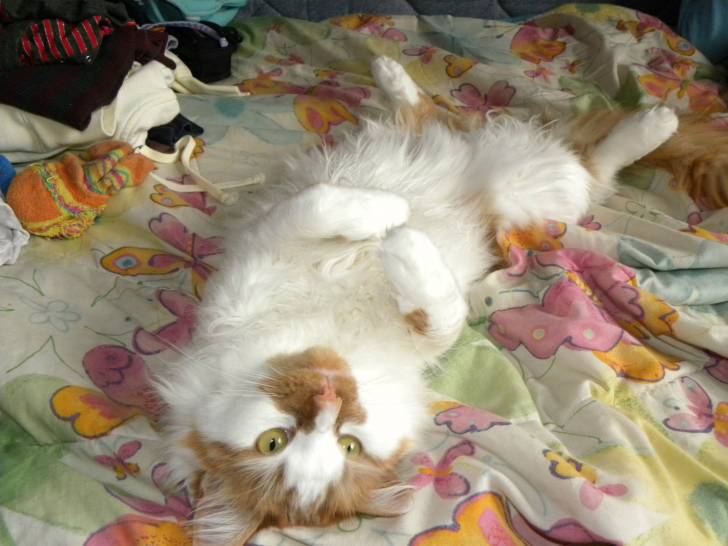 Maple - Mâle (2 ans)