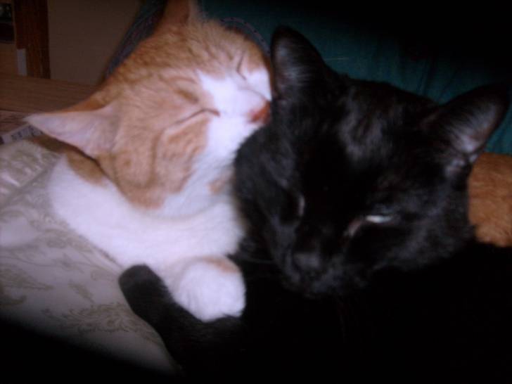 POE and KOONTZ - Mâle (7 ans)