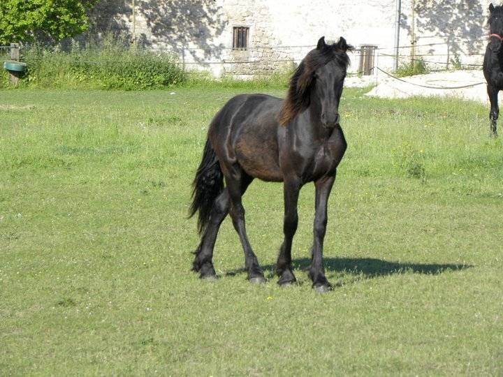 Le voila 23anaelle - Mâle (2 ans)