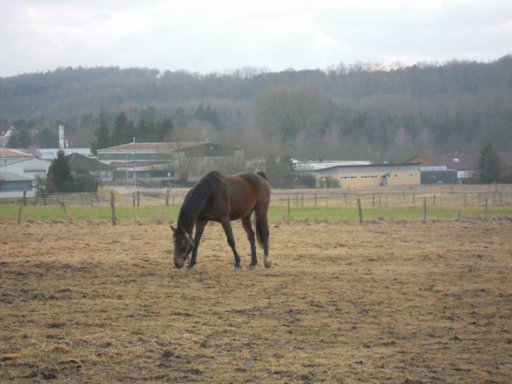 Mein Pferd Lennox - Mâle (10 ans)