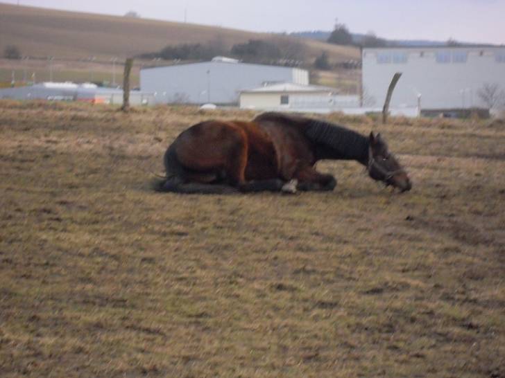 Mein Pferd Lennox - Mâle (10 ans)