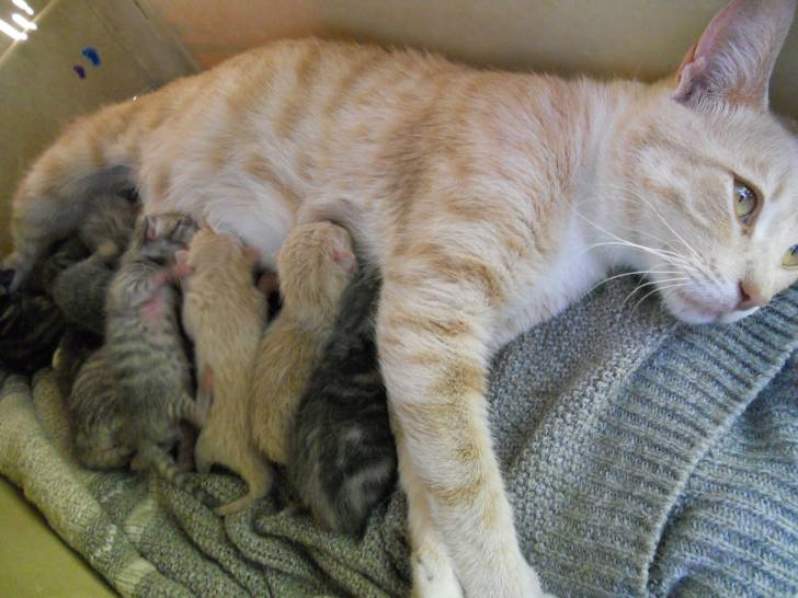 mother and kittens -