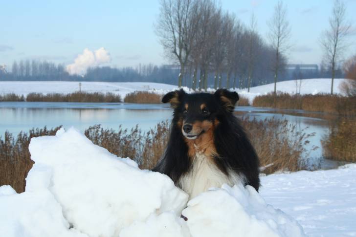 Brady - Mâle (3 ans)