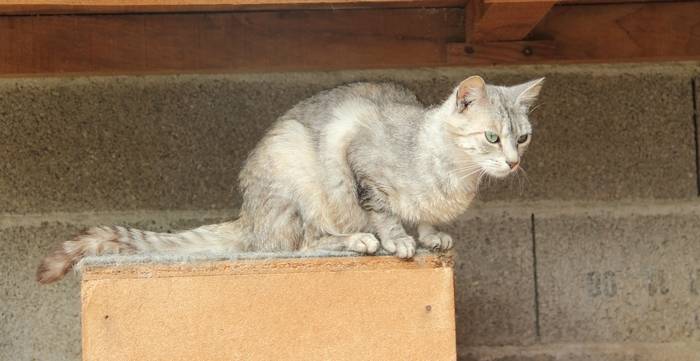 Laiteuse - (2 ans)