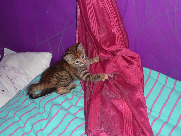 Louna - (3 mois)